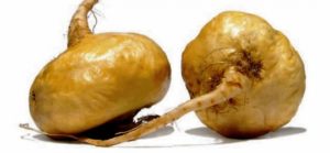 maca
