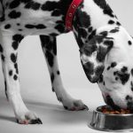 Optimalna prehrana za občutljive pse
